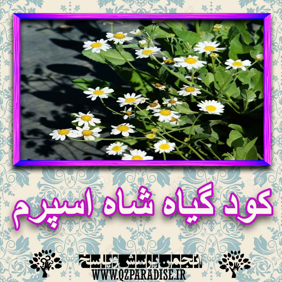 خواص استفاده از کود گیاه شاه اسپرم شرح دهید ؟ 7810cb6a8a0f75f78c4913258775878261172125 227 - خواص استفاده از کود گیاه شاه اسپرم شرح دهید ؟