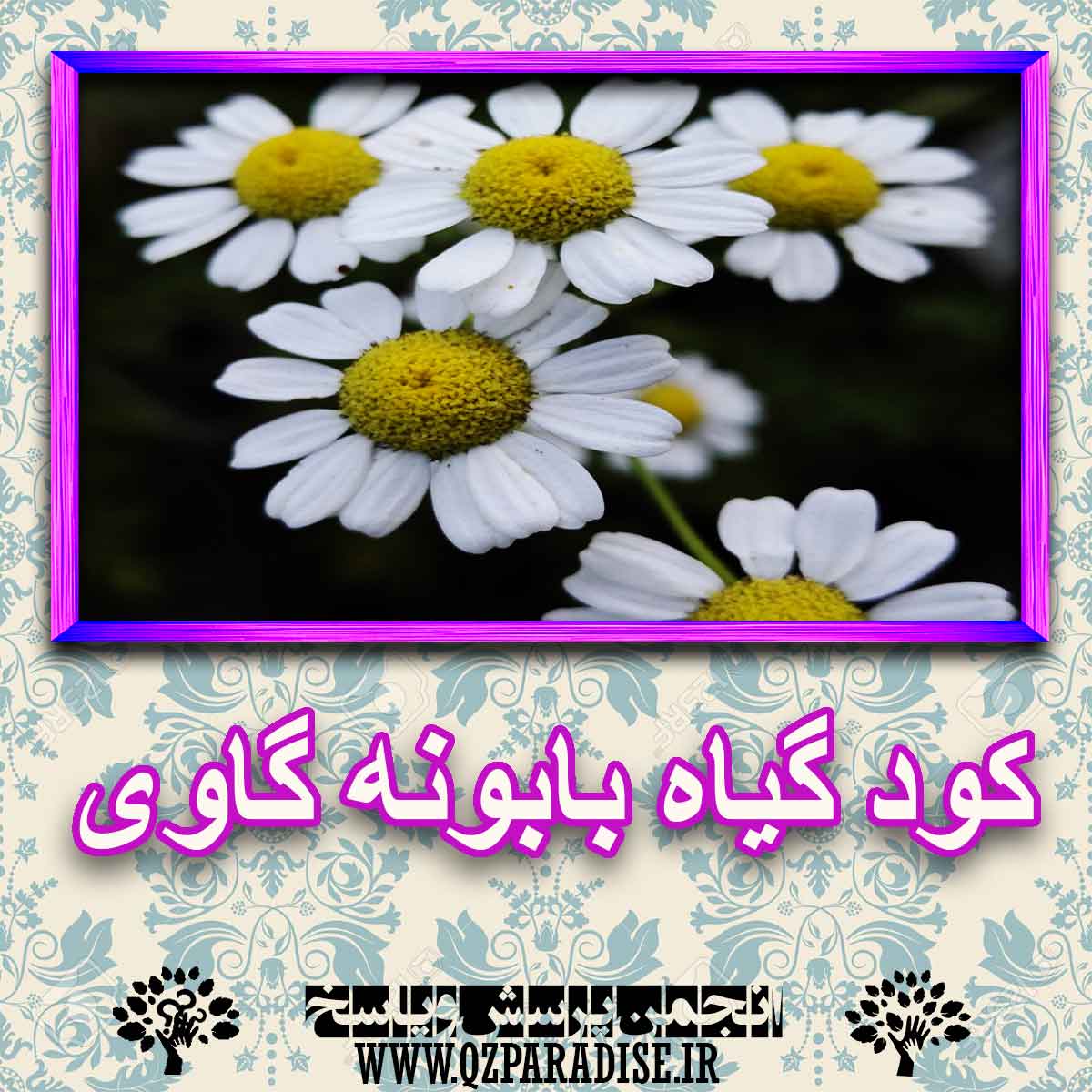 خواص استفاده از کود گل بابونه گاوی را شرح دهید ؟ 791edf2e988fe157d37912deb71be92d3105c0d5 227 - خواص استفاده از کود گل بابونه گاوی را شرح دهید ؟