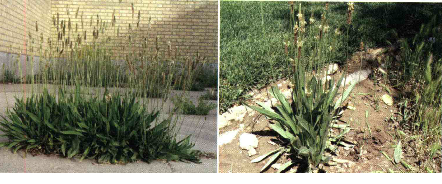 کود مناسب گیاه کاردی ، بارهنگ سرنیزه ای چیست و چه خاصیتی دارد؟ 797f94a861dab6be41bd4348f0c3d5c610a681b8 14 - کود مناسب گیاه کاردی ، بارهنگ سرنیزه ای چیست و چه خاصیتی دارد؟