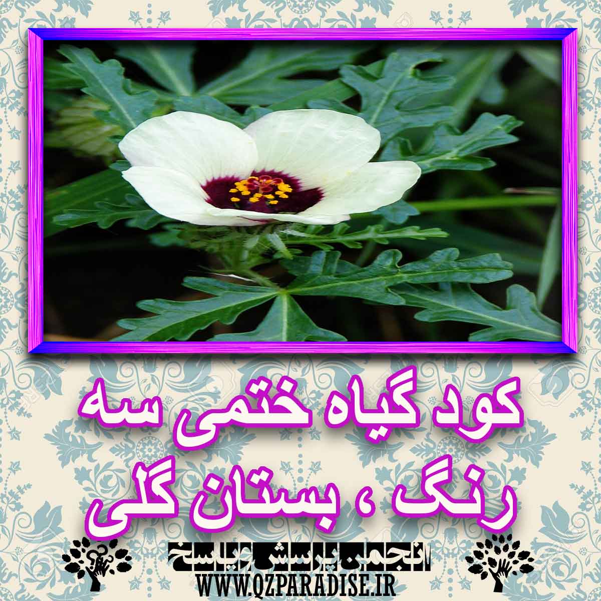 خواص استفاده از گیاه-ختمی-سه-رنگ-بستان-گلی را شرح دهید ؟ 79a440c4739f56a6edbb4e9aaeea895e66a2b2c4 227 - خواص استفاده از گیاه-ختمی-سه-رنگ-بستان-گلی را شرح دهید ؟