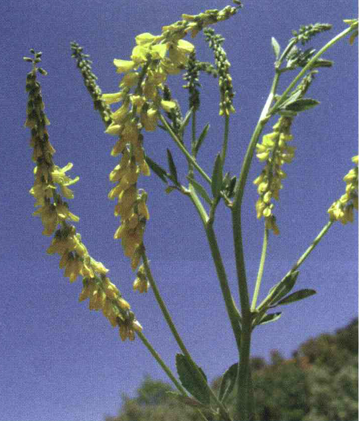 کود مناسب گیاه یونجه زرد ، اکلیل الملک بخارا چیست و چه خاصیتی دارد؟ 79c1c958508c755d46174da74dd389df63e3a8e0 14 - کود مناسب گیاه یونجه زرد ، اکلیل الملک بخارا چیست و چه خاصیتی دارد؟