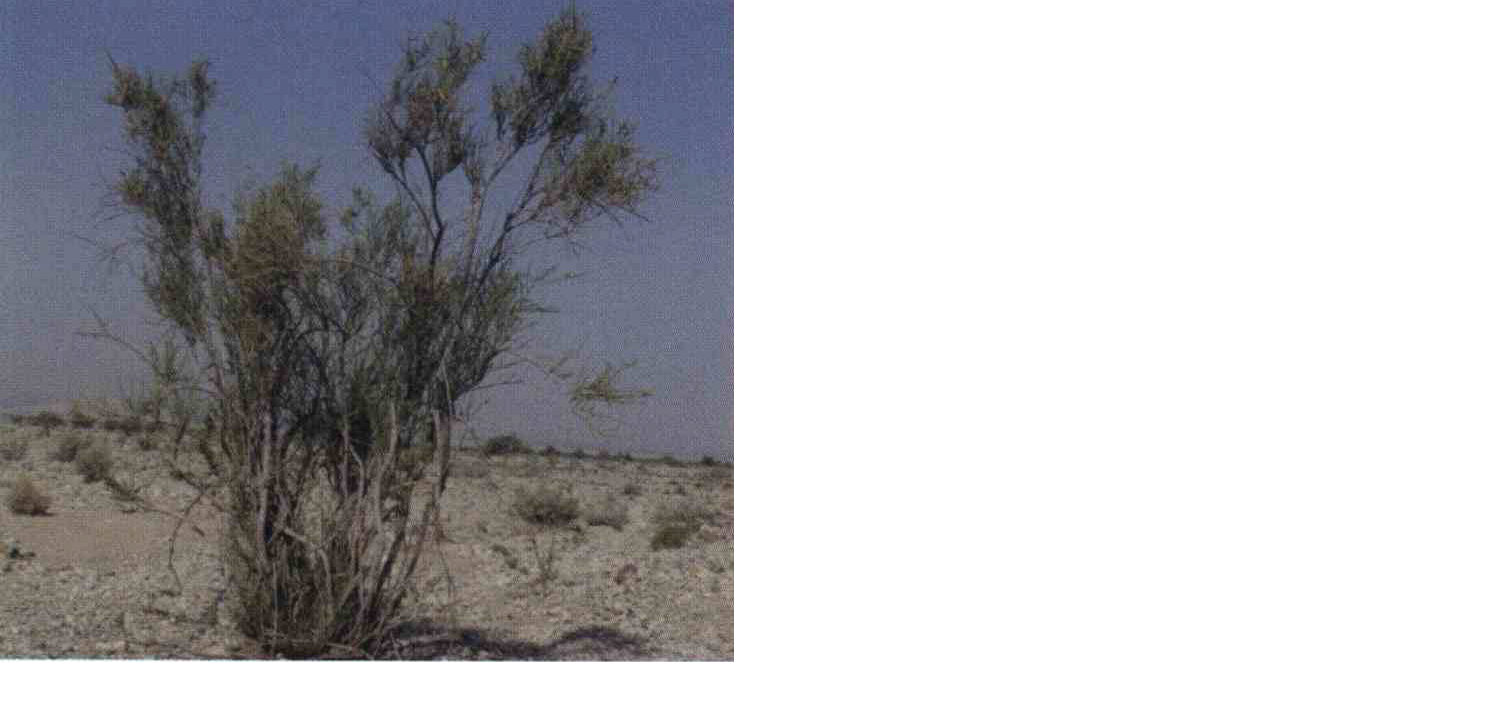 خواص استفاده از گیاه گیشدرپیچ ، کتوس را شرح دهید ؟ 79c5039ca8c77b84d205ad35bf6231fb063ae7cc 14 - خواص استفاده از گیاه گیشدرپیچ ، کتوس را شرح دهید ؟