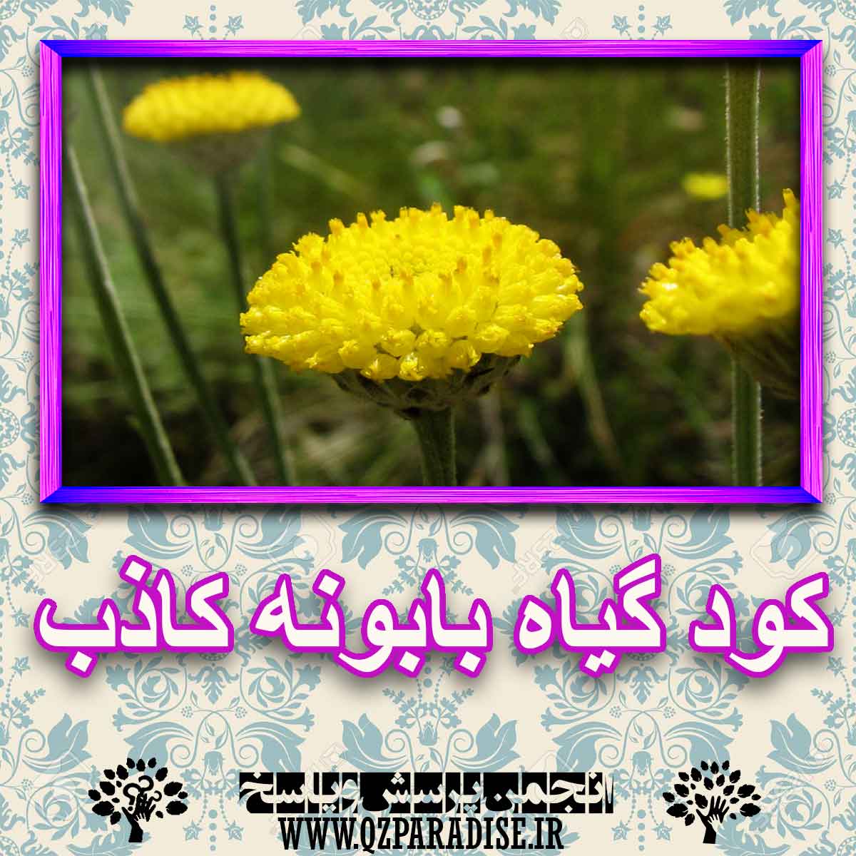خواص استفاده از کود گل بابونه کاذب را شرح دهید ؟ 79e221e4fbf74bf7c78b3f1b5f34083c395f0149 227 - خواص استفاده از کود گل بابونه کاذب را شرح دهید ؟
