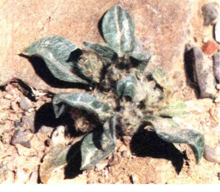 79e92e3a9499c7c2212502356d85143177ebc8ef 14 - کود مناسب گیاه بارهنگ مزه دار چیست و چه خاصیتی دارد؟