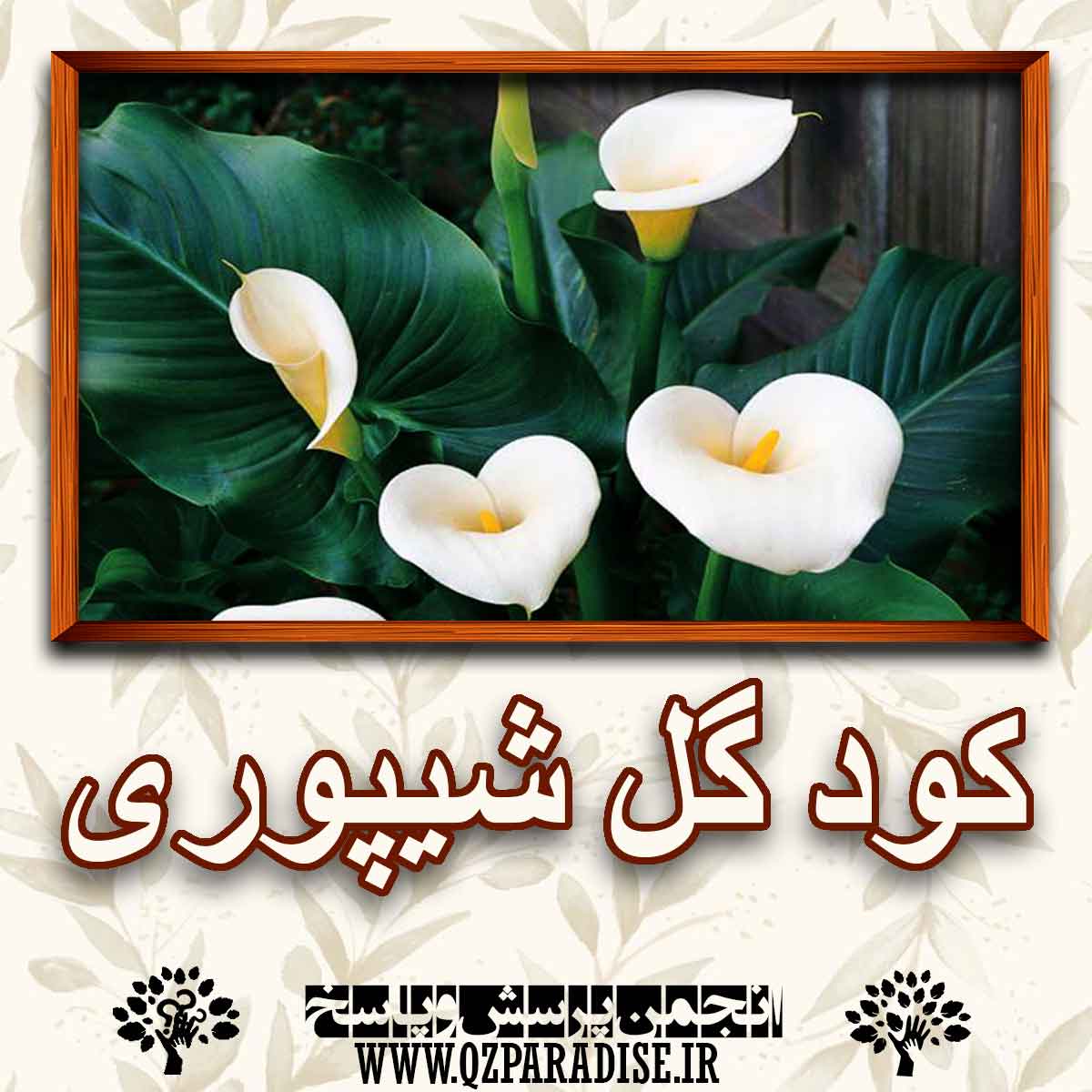 خواص و فواید کود گل شیپوری را شرح دهید ؟ 7a5e404377fe8d41ab2b2728b43e30bfad6b4c38 227 - خواص و فواید کود گل شیپوری را شرح دهید ؟