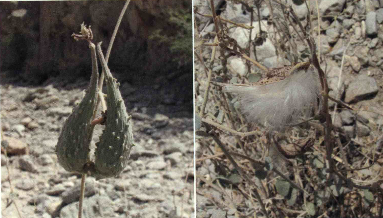 خواص استفاده از گیاه موبر لباشیر را شرح دهید ؟ 7a9cc469e02a1685ce25afa4e8dda263873cfd81 14 - خواص استفاده از گیاه موبر لباشیر را شرح دهید ؟