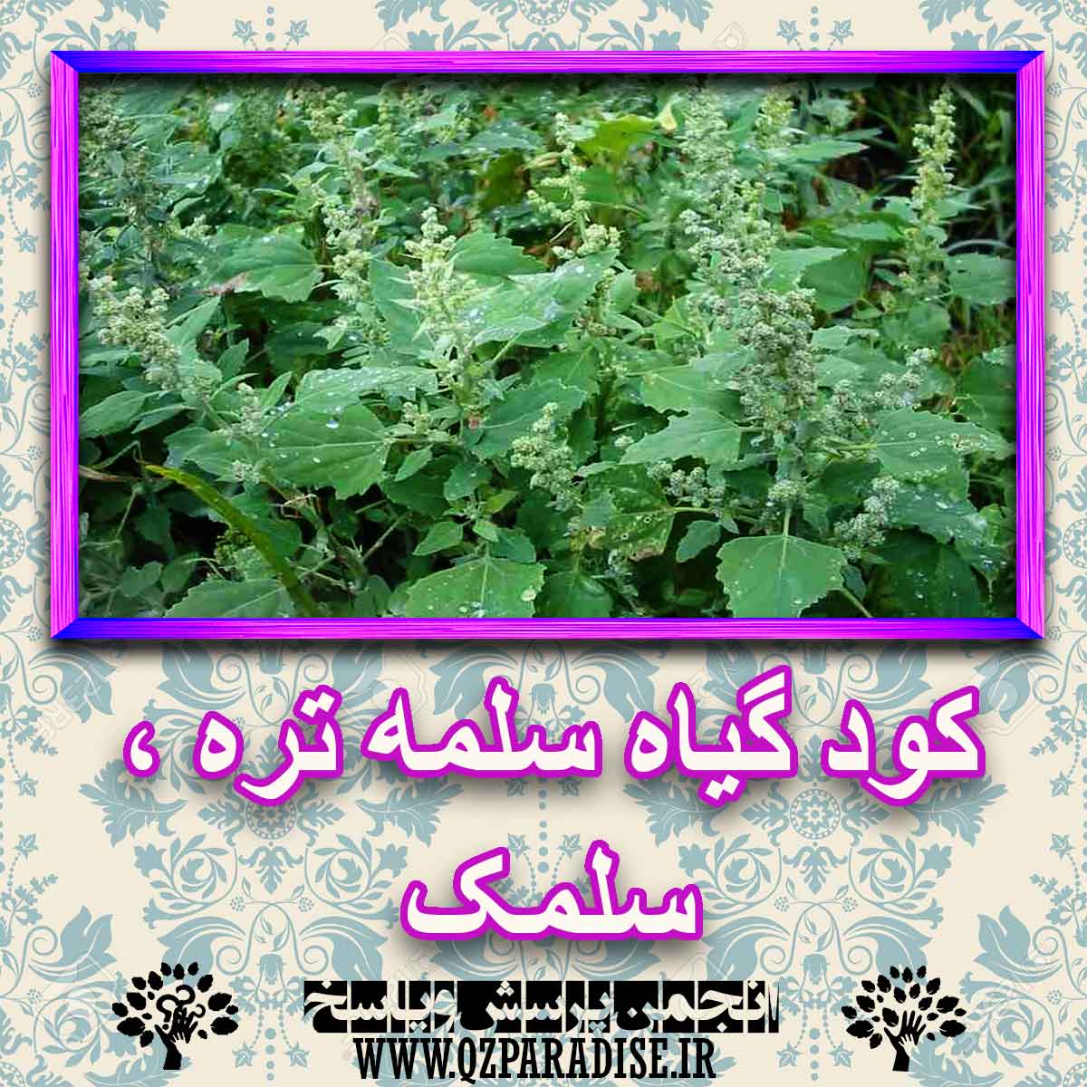 7b426a5b4548bdac14c79a1cb9be00407fb83f39 227 - خواص استفاده از کود گیاه سلمه تره ،سلمک شرح دهید ؟