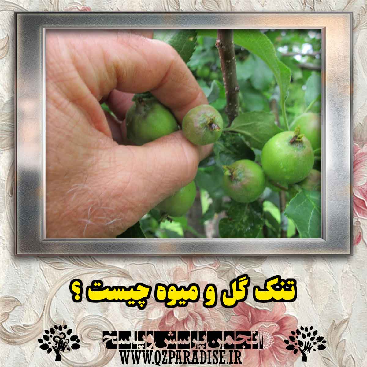 7b5d484548b4b47752ee3821b9145887ada80ba8 291 - تنک گل و میوه چیست؟