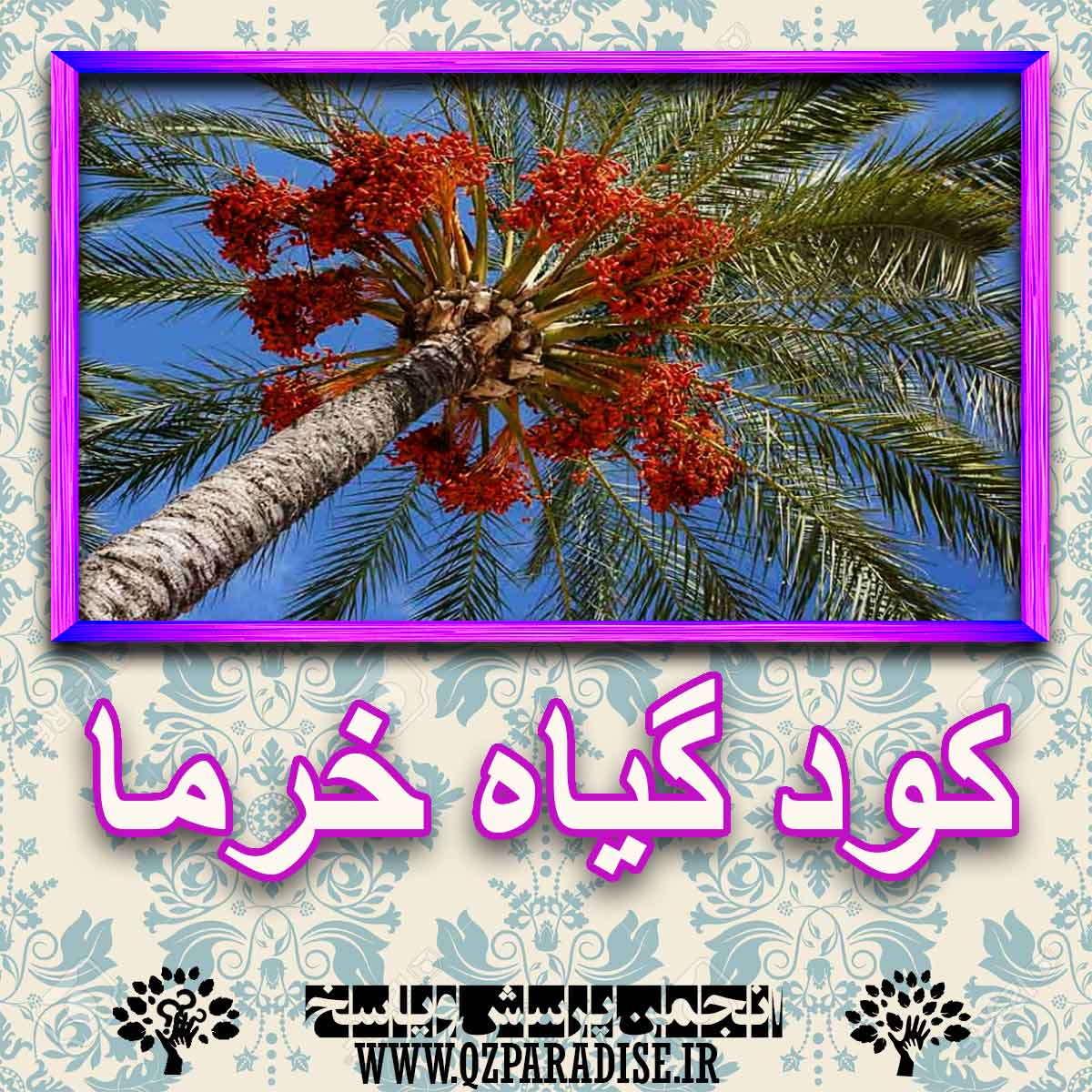 خواص استفاده از گیاه- خرما را شرح دهید ؟ 7bbb5a9522c3b96d0ed72ece9a85d46feea0a706 227 - خواص استفاده از گیاه- خرما را شرح دهید ؟