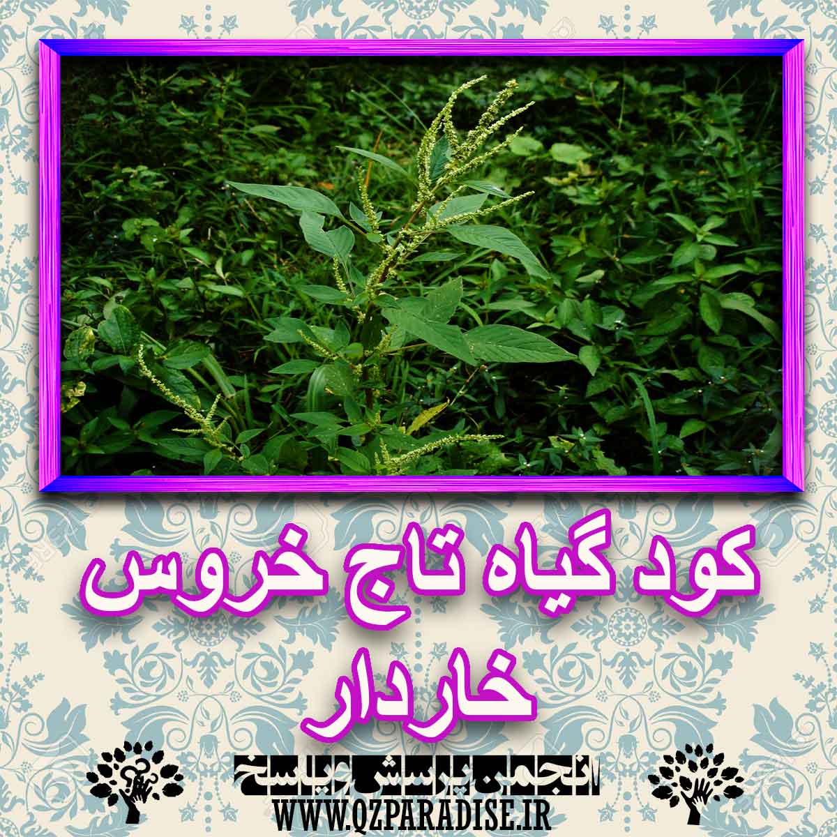 خواص استفاده از کود گیاه تاج خروس خاردار را شرح دهید ؟ 7c04d05ea3bb888388b112f9aaac48fed84869c9 227 - خواص استفاده از کود گیاه تاج خروس خاردار را شرح دهید ؟
