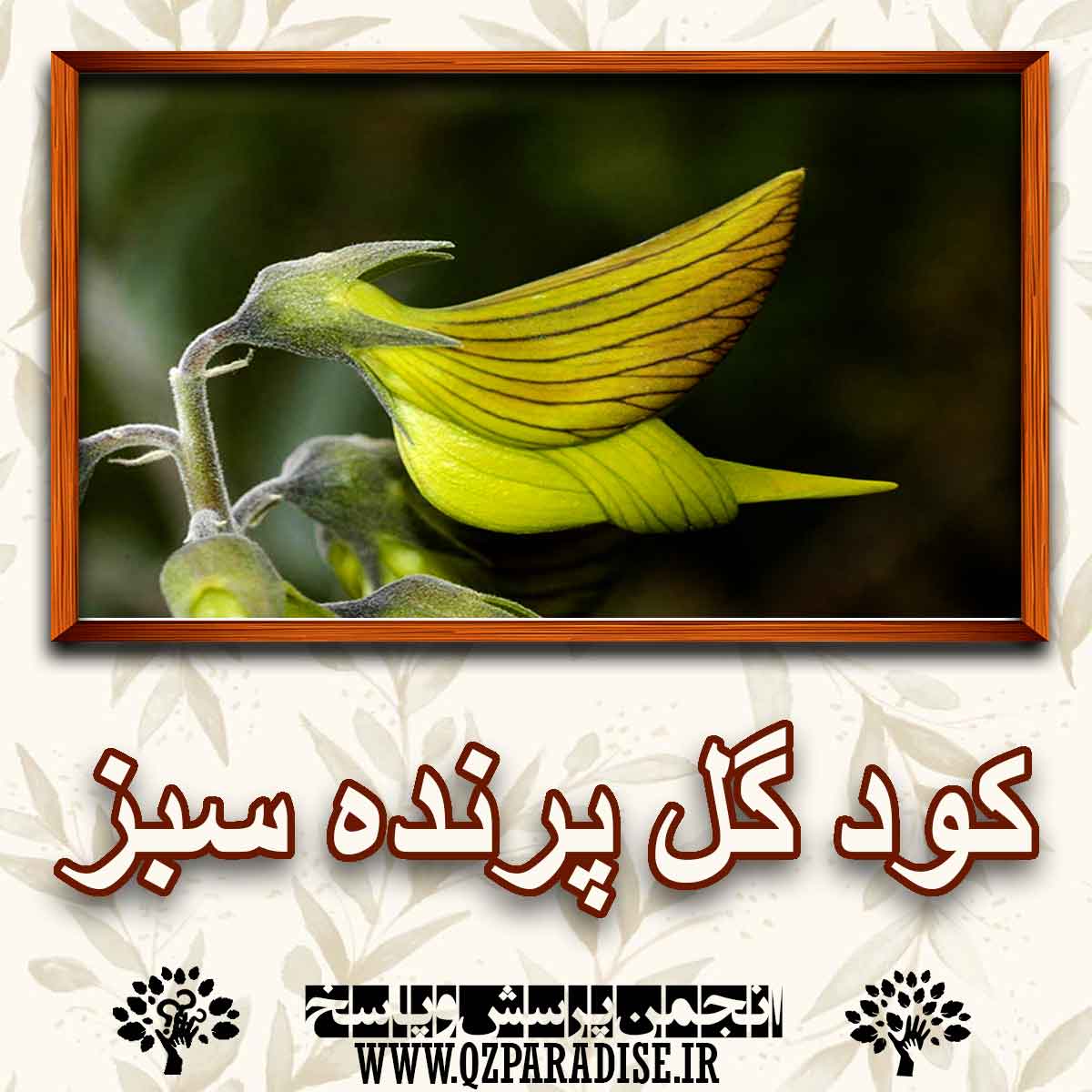خواص کود گل پرنده سبز را شرح دهید ؟ 7c6d89e8061d231175fd832fa0d14c66e8ab56de 227 - خواص کود گل پرنده سبز را شرح دهید ؟