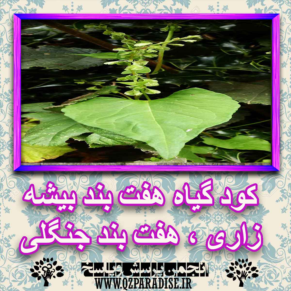 کود مناسب گیاه هفت بند بیشه زاری، هفت بند جنگلی چیست و چه خاصیتی دارد؟ 7d011c838a5e4c5ab552434b3b0f453fb5c434f7 227 - کود مناسب گیاه هفت بند بیشه زاری، هفت بند جنگلی چیست و چه خاصیتی دارد؟