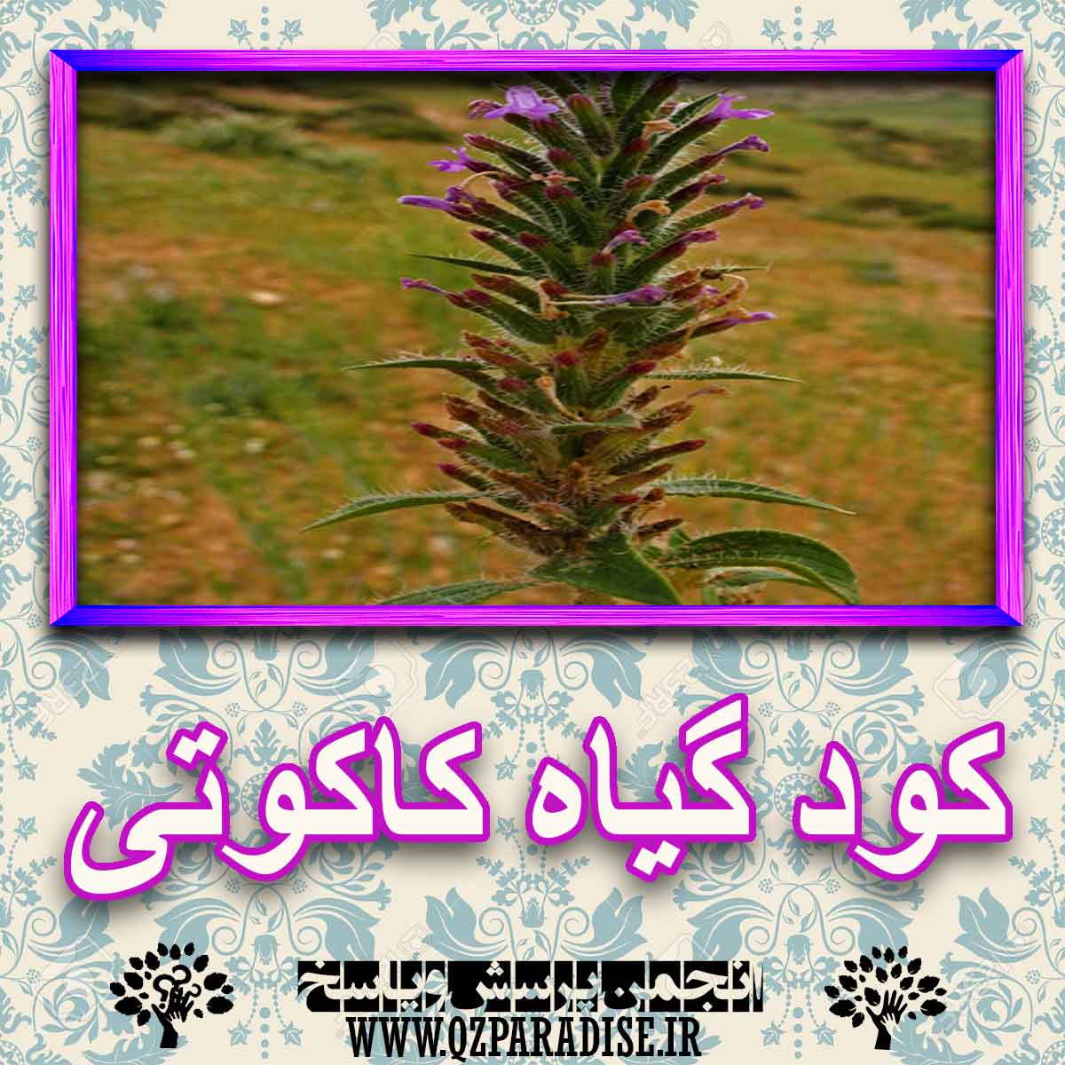 خواص استفاده از گیاه-کاکوتی را شرح دهید ؟ 7d21ea7c99030b6577662544c3061b8f3fc5b401 227 - خواص استفاده از گیاه-کاکوتی را شرح دهید ؟