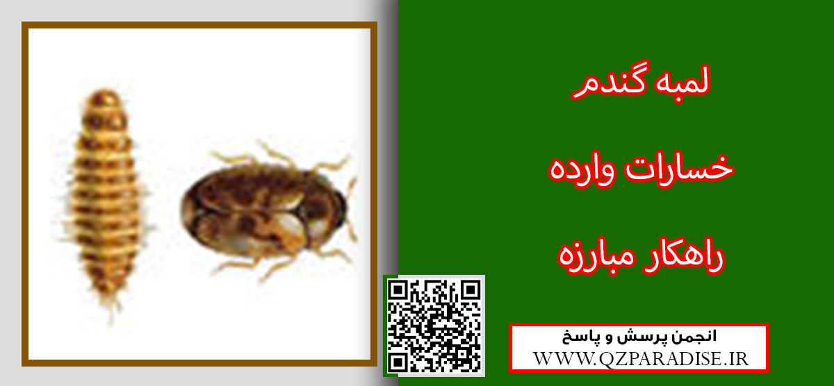 لمبه گندم را معرفی کنید ؟ 7d2de90642f9ed05d5363596b0bbde577e0ebd34 14 - لمبه گندم را معرفی کنید ؟