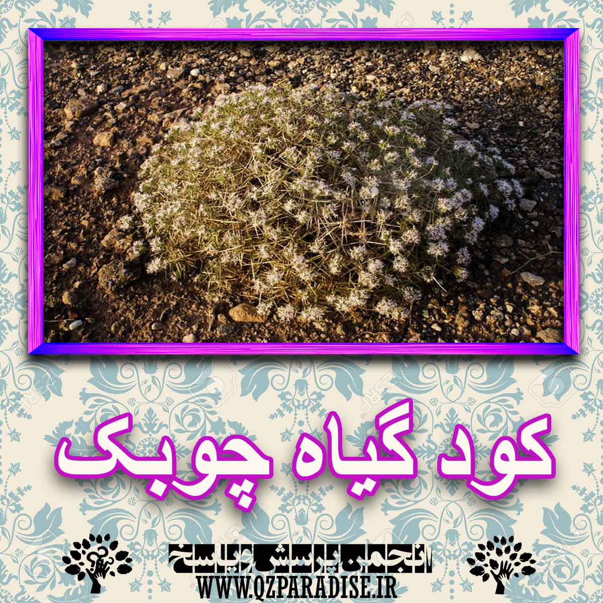 خواص استفاده از کود گیاه چوبک را شرح دهید ؟ 7df6259c9e7ad31bf1287e2590c4247b8e24f601 227 - خواص استفاده از کود گیاه چوبک را شرح دهید ؟