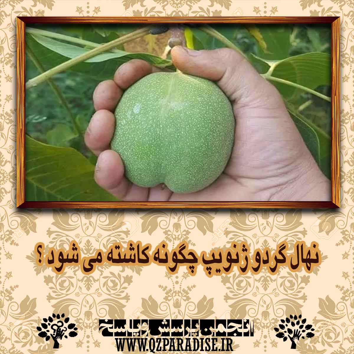 نهال گردو ژنویپ چگونه کاشته می شود ؟ 7e0851abde112b265db38f44fde8eb2dfe296dd7 14 - نهال گردو ژنویپ چگونه کاشته می شود ؟