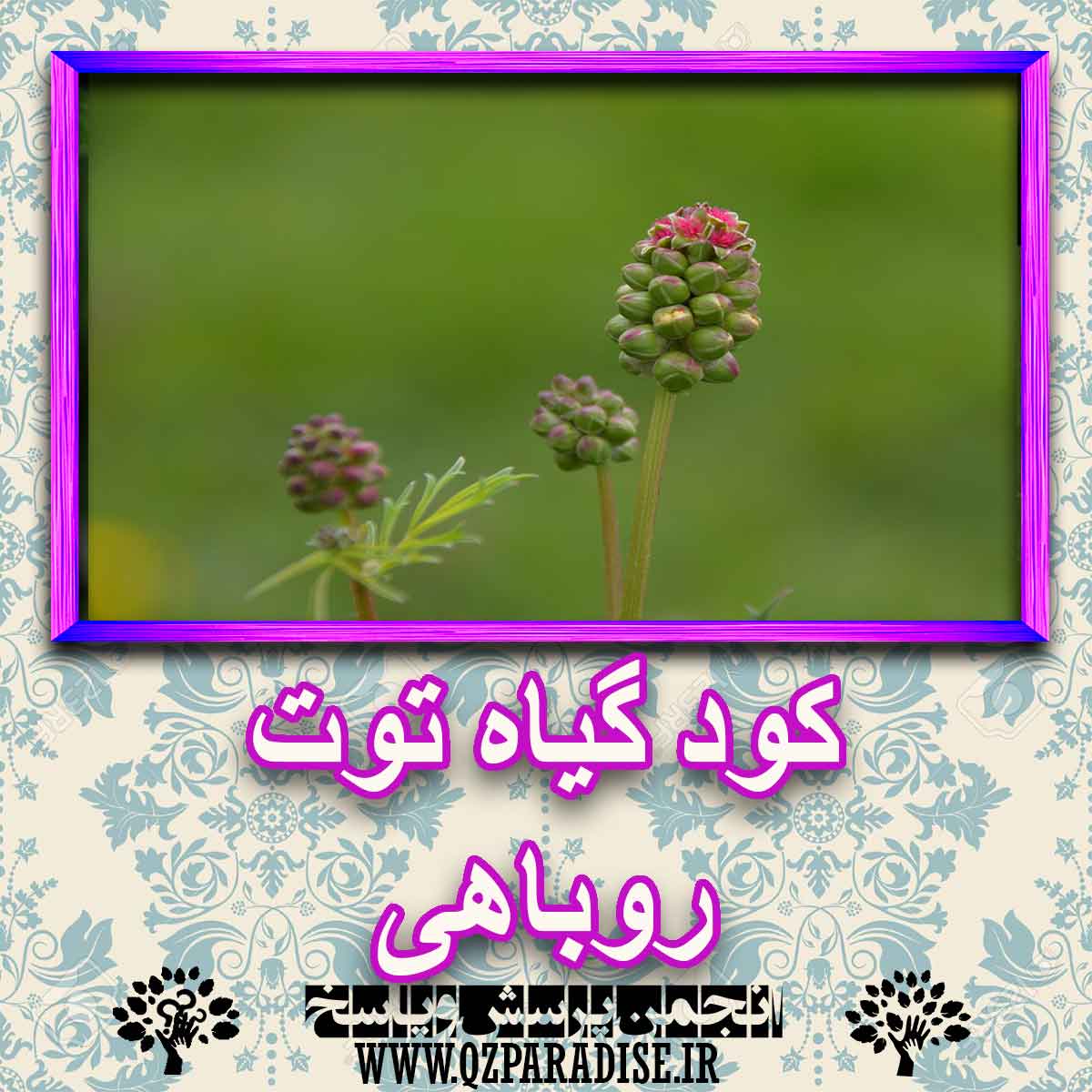 کود مناسب گیاه توت روباهی چیست و چه خاصیتی دارد؟ 7e647fee225b9b9ca80f95be423a46ffa895e3bf 227 - کود مناسب گیاه توت روباهی چیست و چه خاصیتی دارد؟