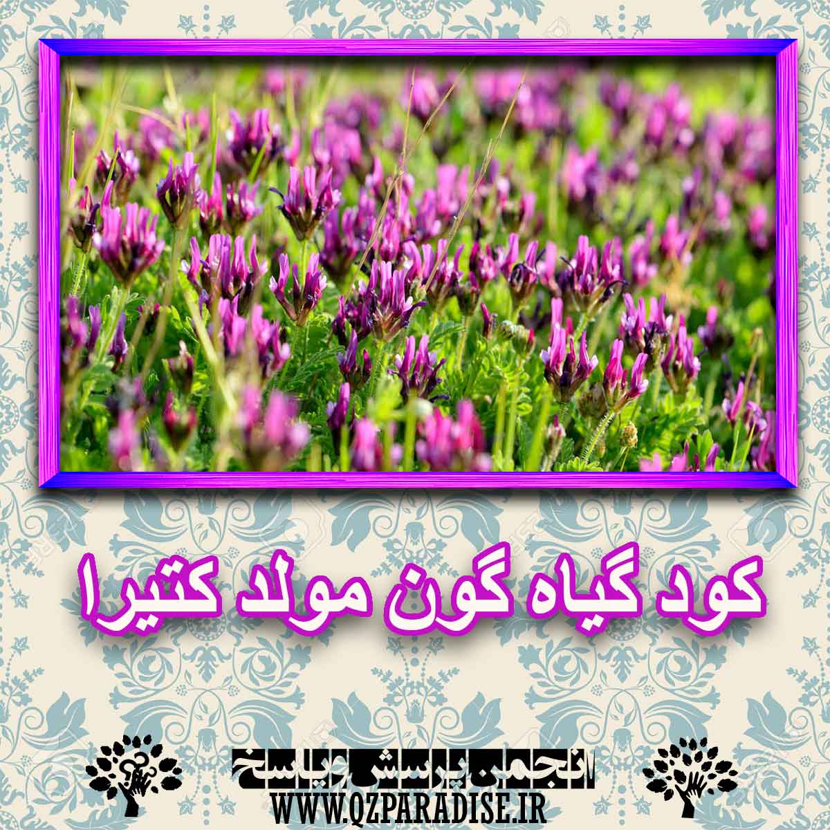 کود مناسب گیاه گون مولد کتیرا چیست و چه خاصیتی دارد؟ 7e73f9f469e76d31bf258d31011d952f7cfb36b3 227 - کود مناسب گیاه گون مولد کتیرا چیست و چه خاصیتی دارد؟