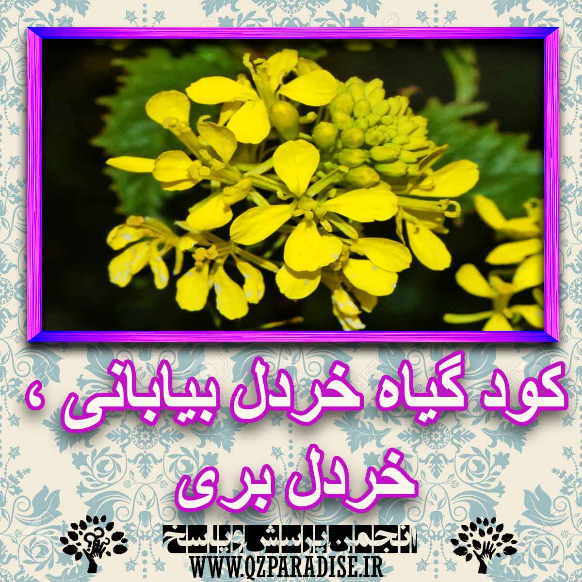 خواص استفاده از کود گیاه خردل بیابانی ، خردل بری را شرح دهید ؟ 7e8a9bf0b5546438e35eacf9a7c86b5c82e539dc 227 - خواص استفاده از کود گیاه خردل بیابانی ، خردل بری را شرح دهید ؟