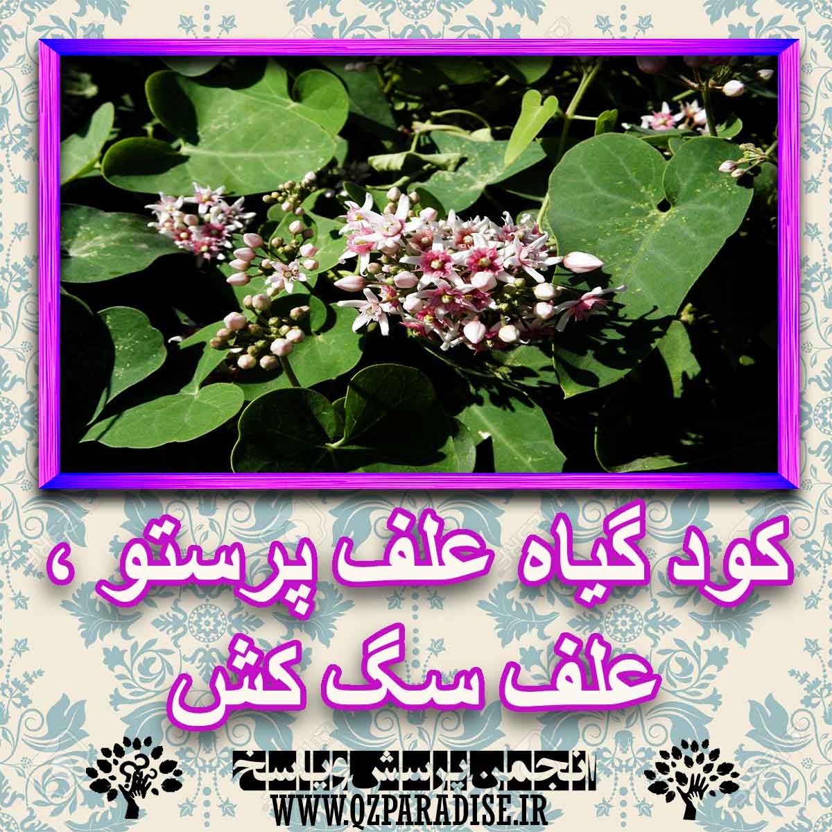 خواص استفاده از کود گیاه علف پرستو ، علف سگ کش شرح دهید ؟ 7ecab4c40289b89f5633660421143c4d85e33672 227 - خواص استفاده از کود گیاه علف پرستو ، علف سگ کش شرح دهید ؟