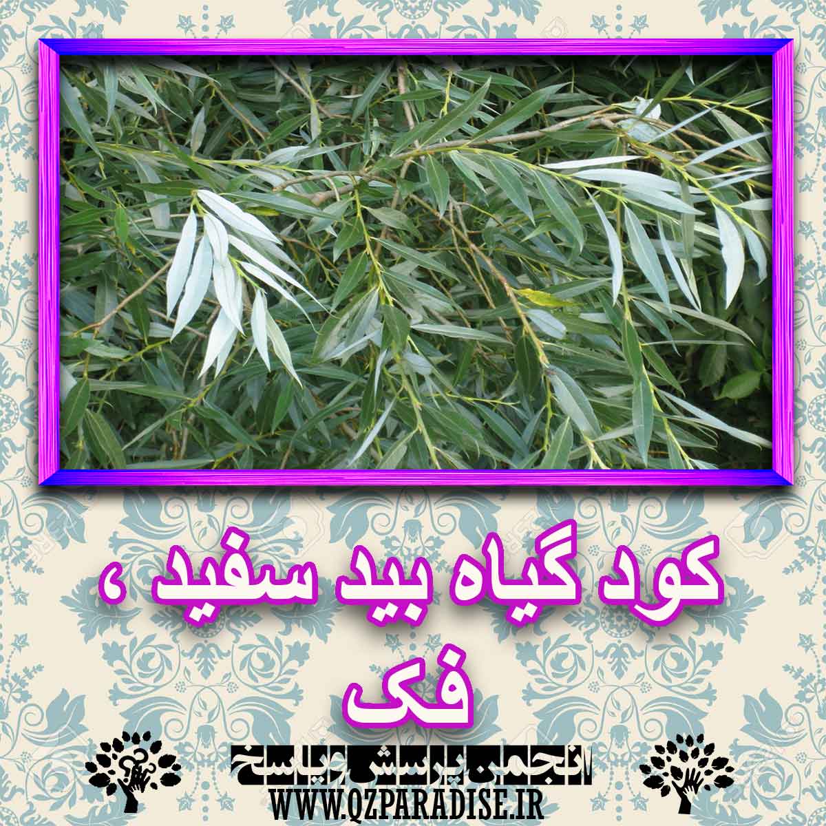 کود مناسب گیاه بید سفید ، فک چیست و چه خاصیتی دارد؟ 7f07738dbc473a8948dd55c7f7ee41e580abf2a9 227 - کود مناسب گیاه بید سفید ، فک چیست و چه خاصیتی دارد؟