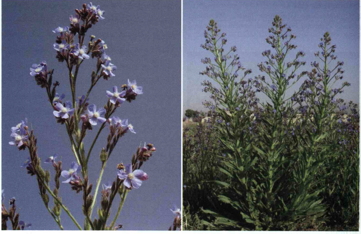 خواص استفاده از کود گیاه تیره گل گاو زبان را شرح دهید ؟ 7fcfa2c7893f92115ca4a95cc9b0fa98ac7c4bf5 14 - خواص استفاده از کود گیاه تیره گل گاو زبان را شرح دهید ؟