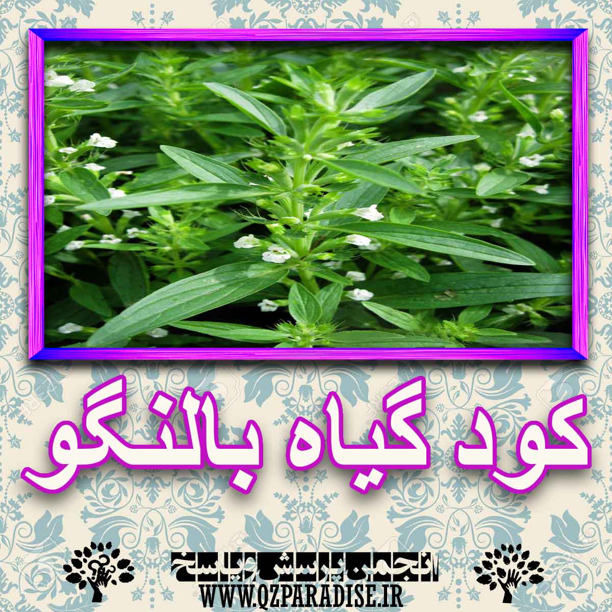 خواص استفاده از گیاه بادرنجبویه بالنگو را شرح دهید ؟ 80686f36d8f22bb92f74db6b937794aa0d97210a 227 - خواص استفاده از گیاه بادرنجبویه بالنگو را شرح دهید ؟