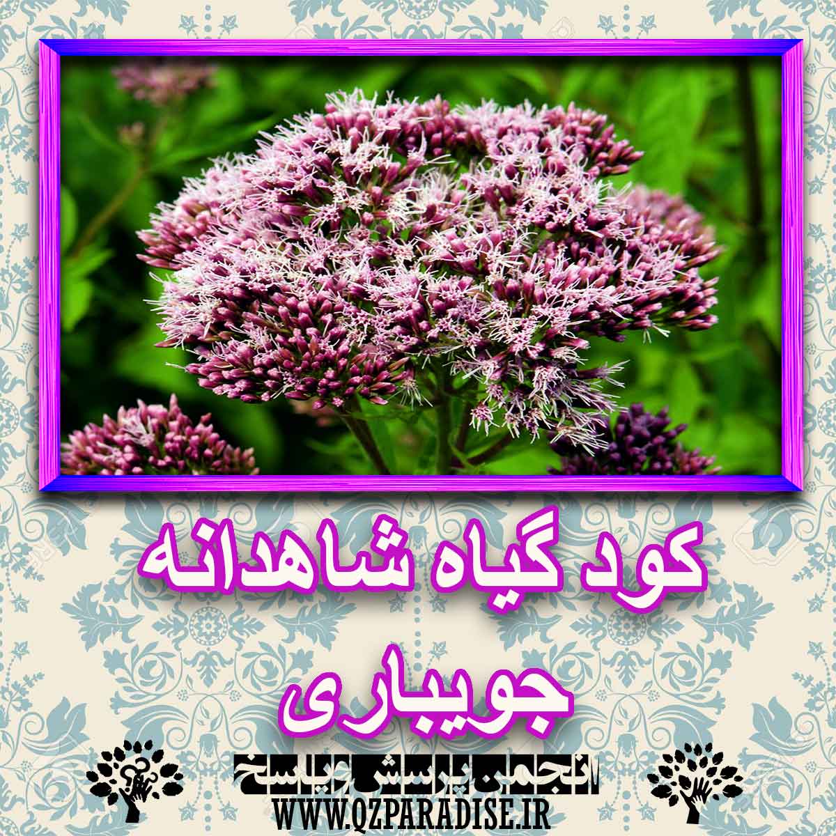 خواص استفاده از کود گیاه شاهدانه جویباری شرح دهید ؟ 80b4feda9858a9ee85c5a30dccd610c1a0c48bf2 227 - خواص استفاده از کود گیاه شاهدانه جویباری شرح دهید ؟