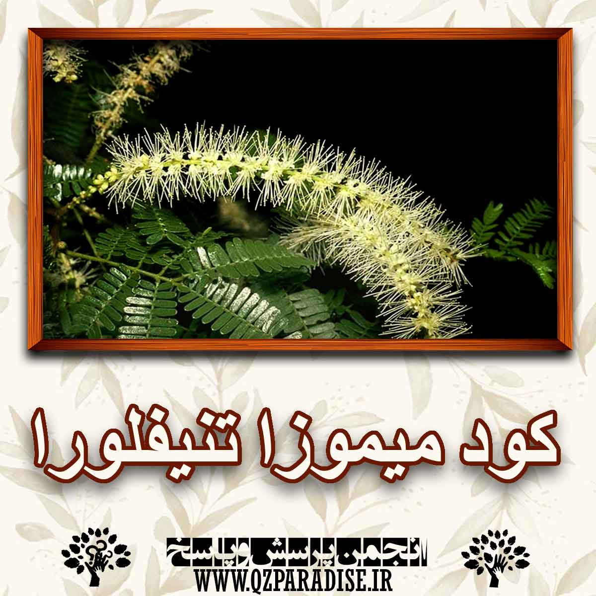 خواص کود گیاه میموزا تنیفلورا را شرح دهید ؟ 80f897df589040e310d1217bfa7957a18d49a61c 227 - خواص کود گیاه میموزا تنیفلورا را شرح دهید ؟