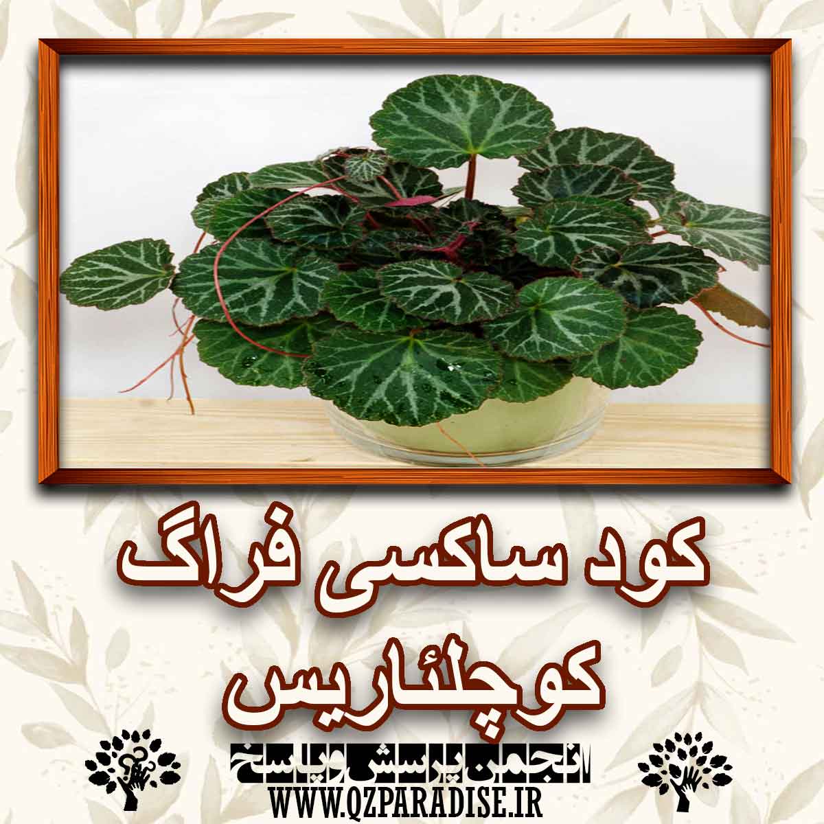 کود مناسب گل ساکسی فراگ کولئاریس را شرح دهید ؟ 810b75dd570d4c1000304b3877103cc9b2ed8192 147 - کود مناسب گل ساکسی فراگ کولئاریس را شرح دهید ؟