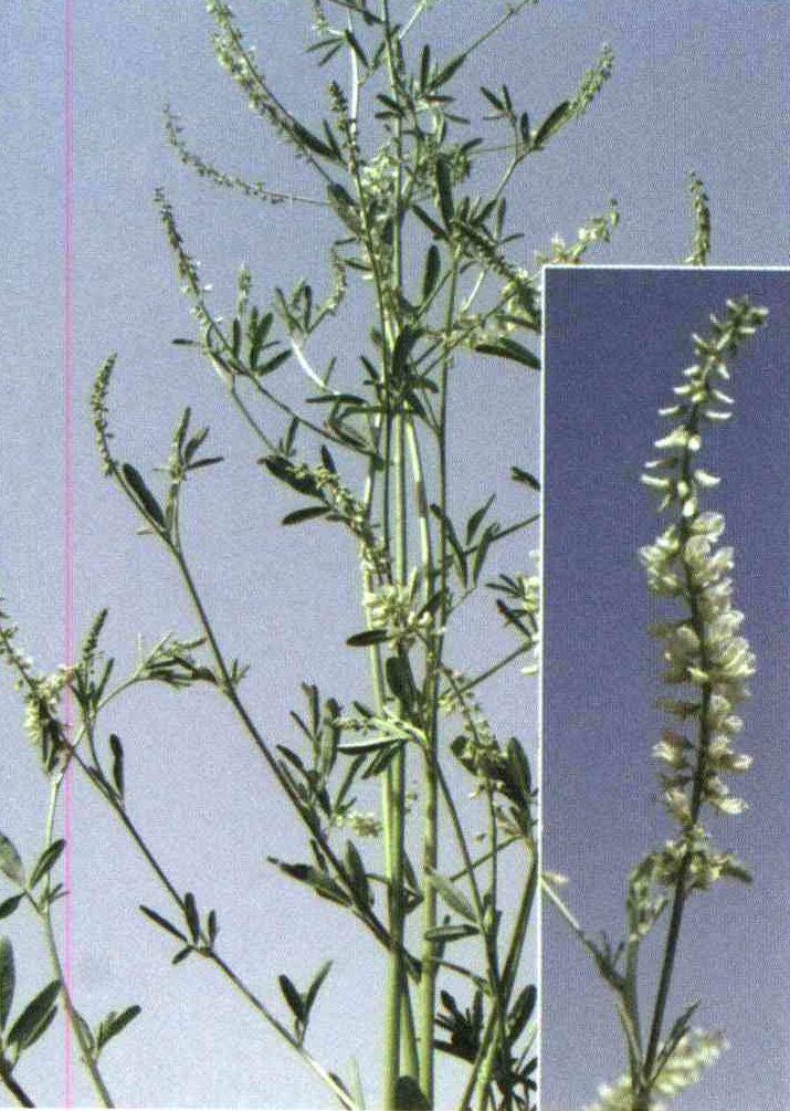 کود مناسب گیاه یونجه بخارا چیست و چه خاصیتی دارد؟ 8129baae8e3e71b84d116371161ef59e16333822 14 - کود مناسب گیاه یونجه بخارا چیست و چه خاصیتی دارد؟