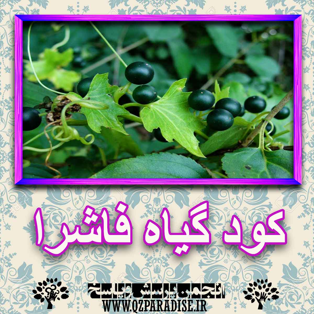 خواص استفاده از کود گیاه فاشرا شرح دهید ؟ 81c02500b46c05a5e88afd365c3488ca61465659 227 - خواص استفاده از کود گیاه فاشرا شرح دهید ؟