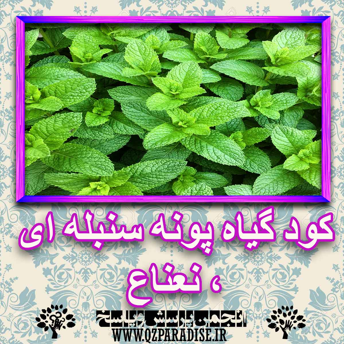 81d08d4686d7e2cb0233bdb98623e84d27fa032f 227 - خواص استفاده از -گیاه-پونه-سنبله-ای-نعناع را شرح دهید ؟