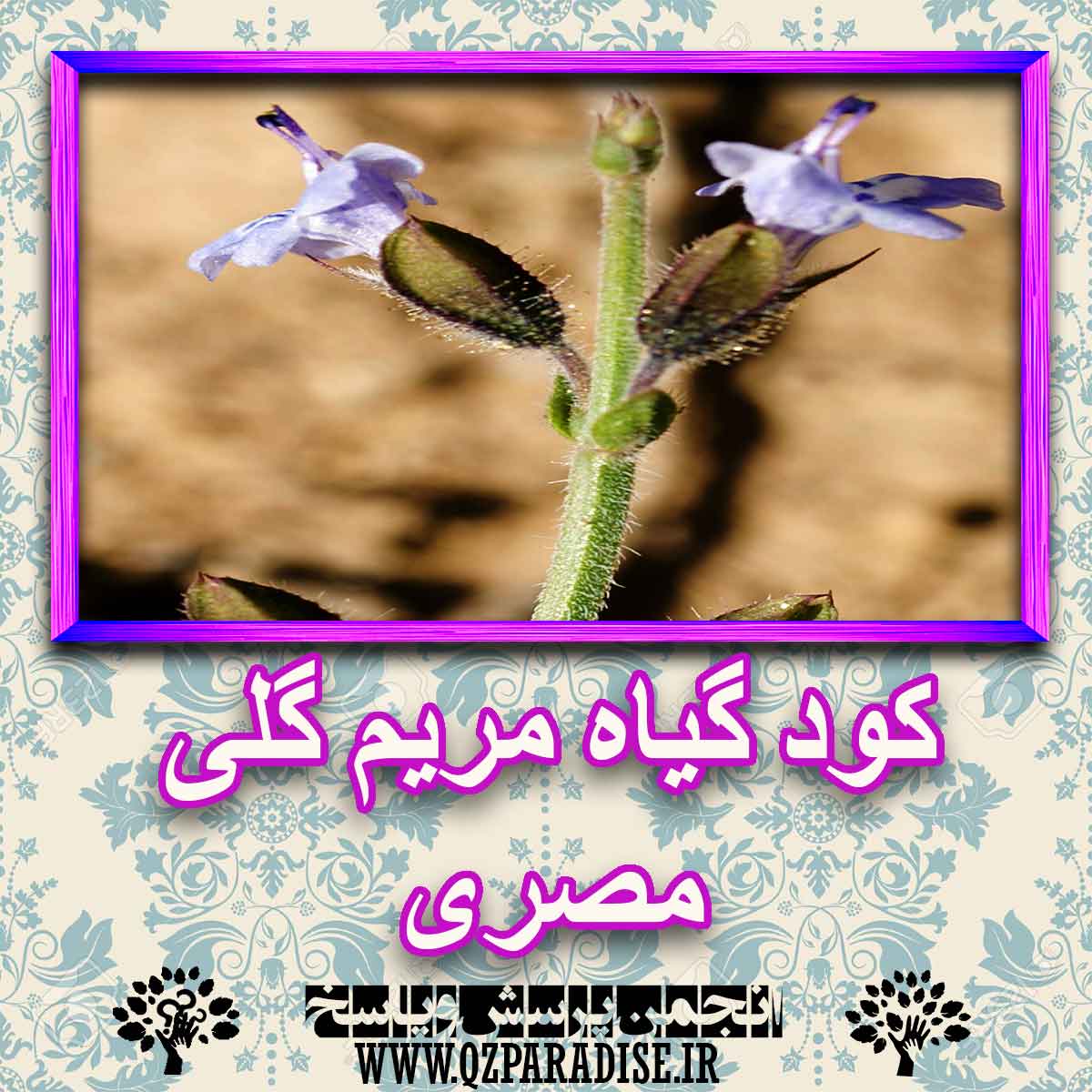 81ede82947d84d615c1a9eb3b6f66c0b8dc2cb17 227 - خواص استفاده از گیاه مریم گلی مصری را شرح دهید ؟