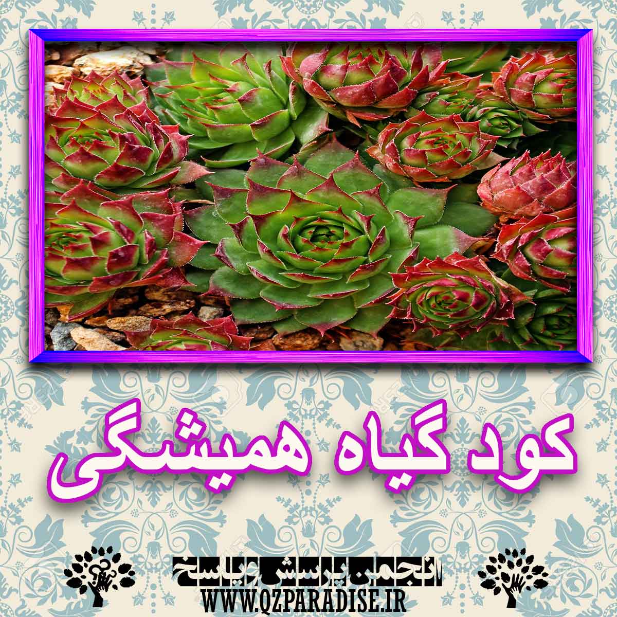 خواص استفاده از گیاه همیشگی را شرح دهید ؟ 822cb9fd2c2136e98d52850c9add6a0df79b5401 227 - خواص استفاده از گیاه همیشگی را شرح دهید ؟