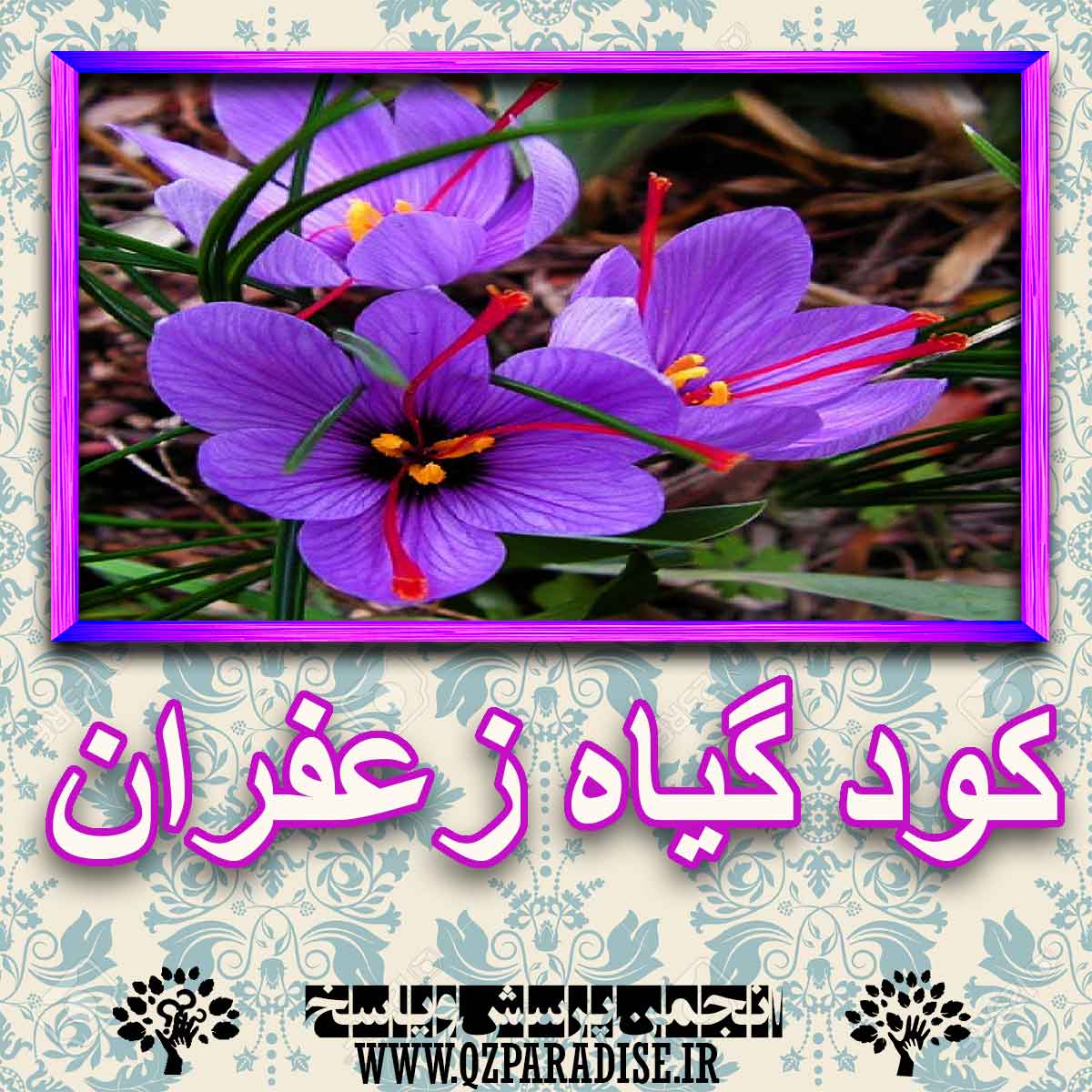 خواص استفاده از گیاه-زعفران را شرح دهید ؟ 8265e4692f156156fbf607322092a66c72207c65 227 - خواص استفاده از گیاه-زعفران را شرح دهید ؟