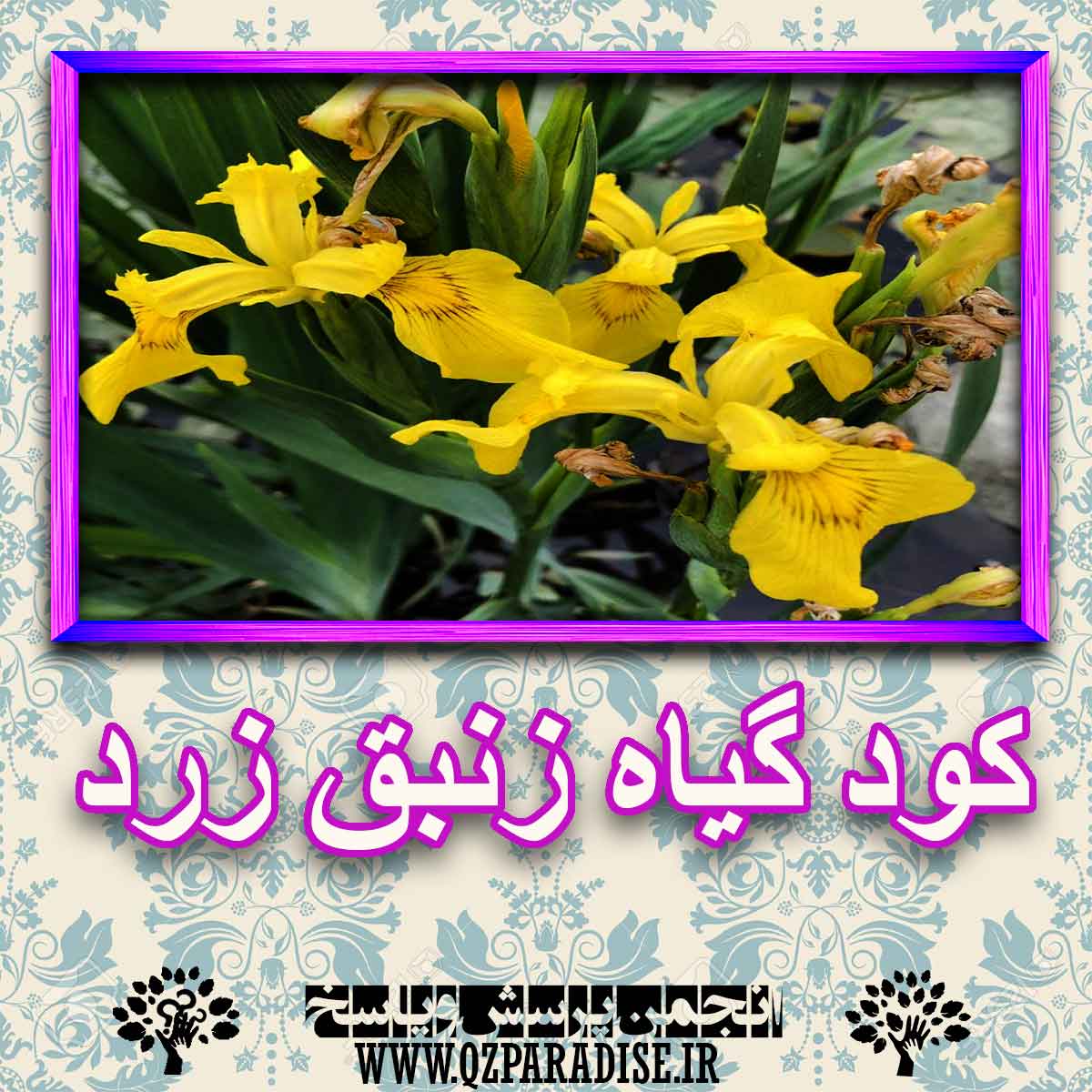 خواص استفاده از گیاه-زنبق-زرد را شرح دهید ؟ 828d628f7e05826d6214fa20bd6b49183983551c 227 - خواص استفاده از گیاه-زنبق-زرد را شرح دهید ؟