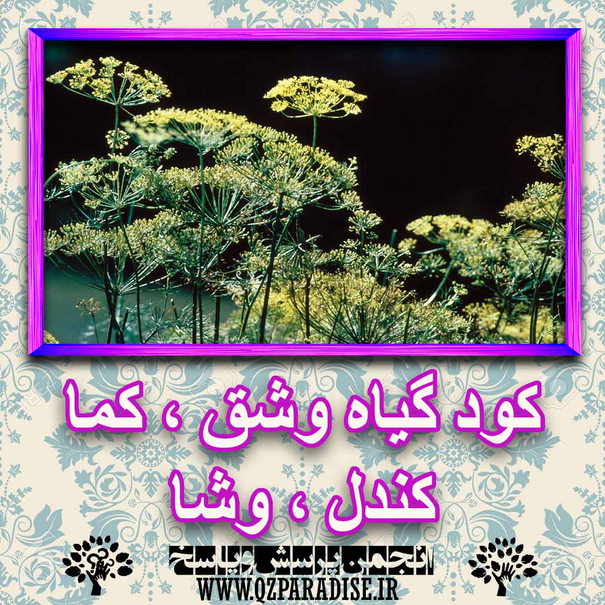 کود مناسب گیاه وشق ، کما کندل ، وشا چیست و چه خاصیتی دارد؟ 831253a5795a2da8124258a33633e528d73b96b5 227 - کود مناسب گیاه وشق ، کما کندل ، وشا چیست و چه خاصیتی دارد؟