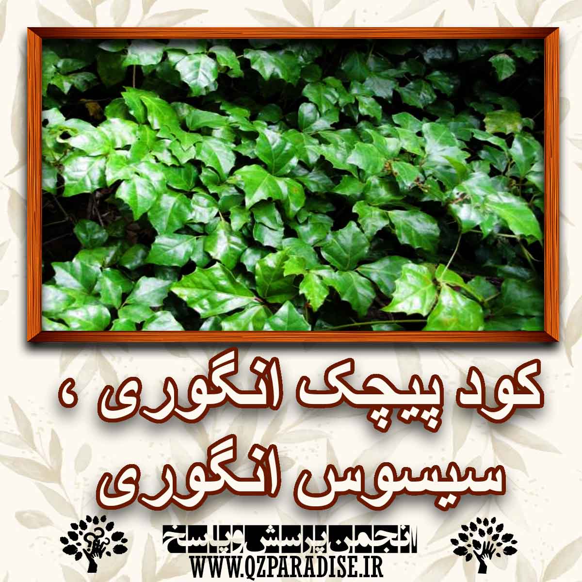 کود مناسب پیچک انگوری ،سیسوس انگوری را شرح دهید ؟ 83e38d3fe986cfb19194affd8f518953d838158d 147 - کود مناسب پیچک انگوری ،سیسوس انگوری را شرح دهید ؟