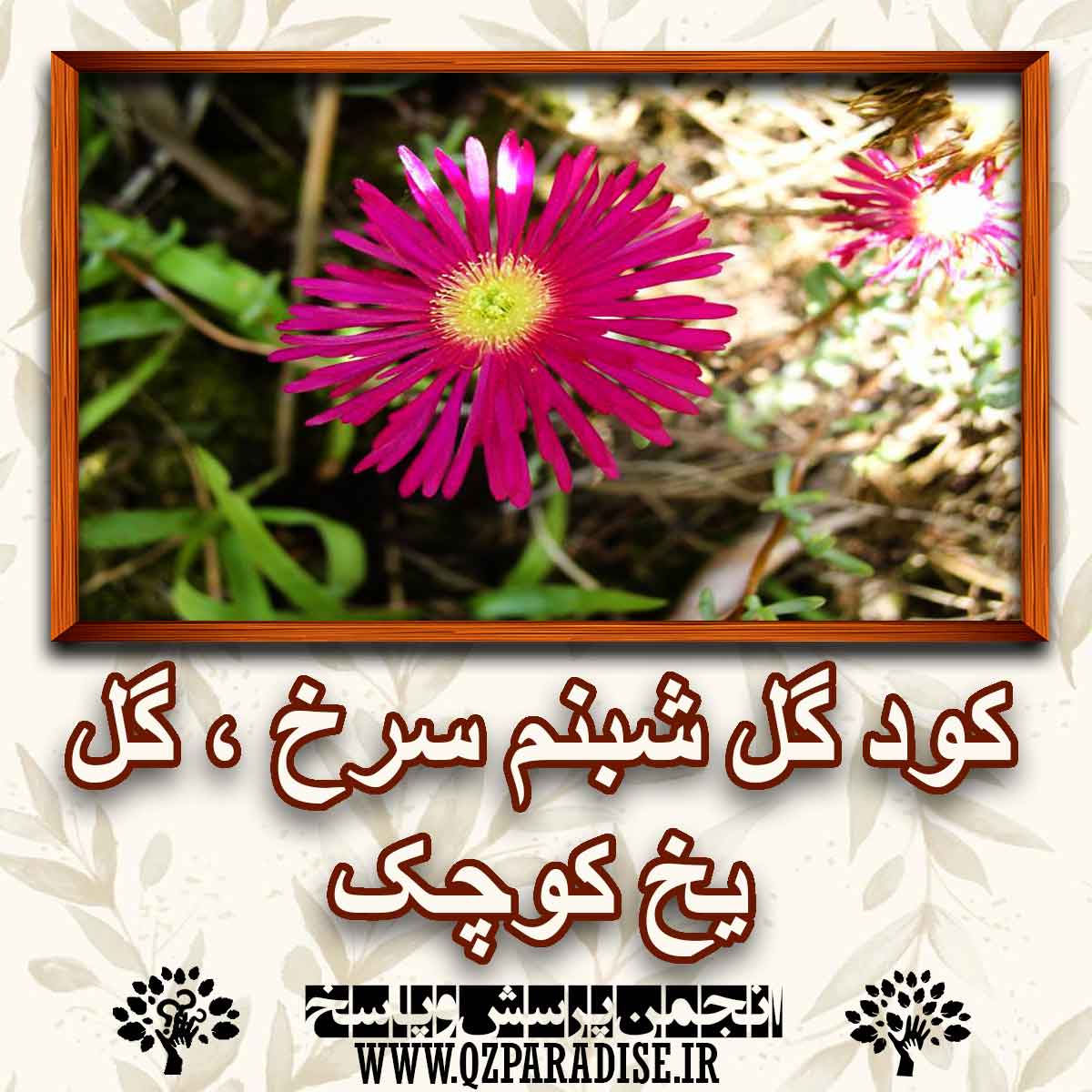 خواص و فواید کود گل شبنم سرخ ء گل یخ کوچک را شرح دهید ؟ 84632daa9287143c1cd97793378cfd08fab249fa 227 - خواص و فواید کود گل شبنم سرخ ء گل یخ کوچک را شرح دهید ؟