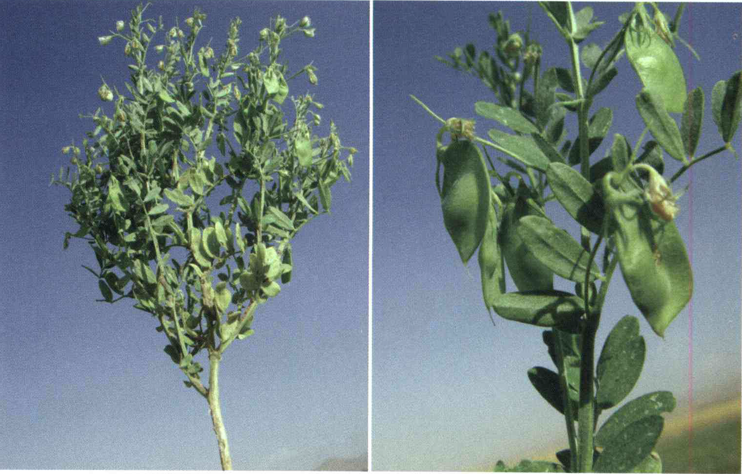 کود مناسب گیاه عدس ، مرجی چیست و چه خاصیتی دارد؟ 8466ada7989754a711044b7225de106881e0ed88 14 - کود مناسب گیاه عدس ، مرجی چیست و چه خاصیتی دارد؟