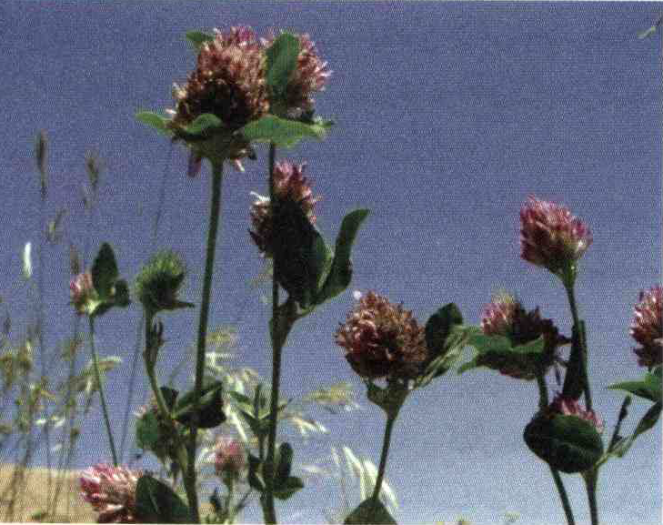 کود مناسب گیاه شبدر چمن زاری ، شبدر قرمز چیست و چه خاصیتی دارد؟ 851b3548faf8af491c15b40518d79c18762a4c94 14 - کود مناسب گیاه شبدر چمن زاری ، شبدر قرمز چیست و چه خاصیتی دارد؟