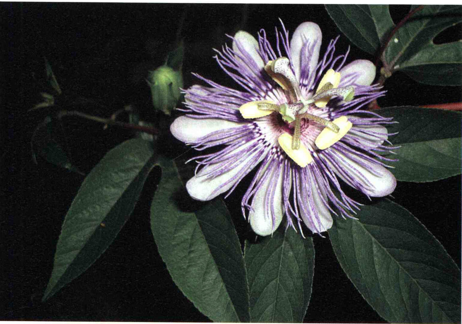 کود مناسب گیاه گل ساعتی چیست و چه خاصیتی دارد؟ 853dc02dad0a3e2bd49e80bc7f1ff9102a1acbb6 14 - کود مناسب گیاه گل ساعتی چیست و چه خاصیتی دارد؟