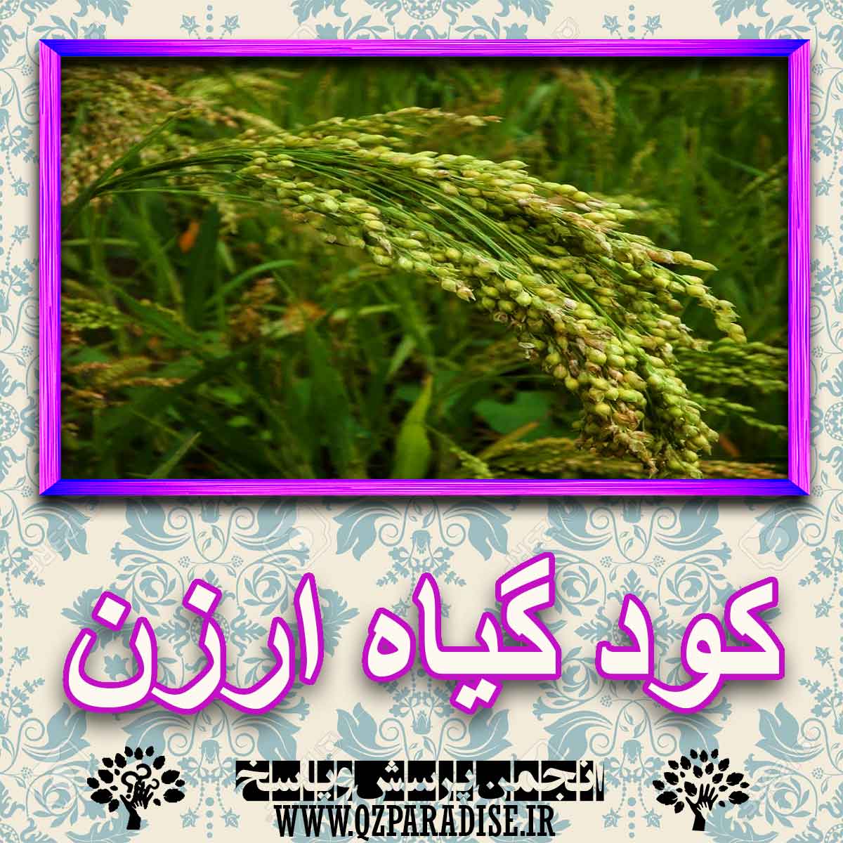 خواص استفاده از گیاه ارزن را شرح دهید ؟ 8541a00b8fdf5453cacbf84d691521be7cb05150 227 - خواص استفاده از گیاه ارزن را شرح دهید ؟