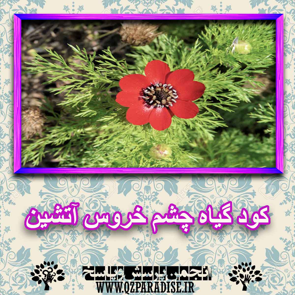 کود مناسب گیاه چشم خروس آتشین چیست و چه خاصیتی دارد؟ 85a02adbc8216c821f93ee4d7ef1692cb2ea95f5 227 - کود مناسب گیاه چشم خروس آتشین چیست و چه خاصیتی دارد؟