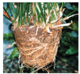 85bfe30f9057070f7c34ab631ccb14a25abb6568 335 - اصول داشت و تکثیر برگ عبائی چیست ؟