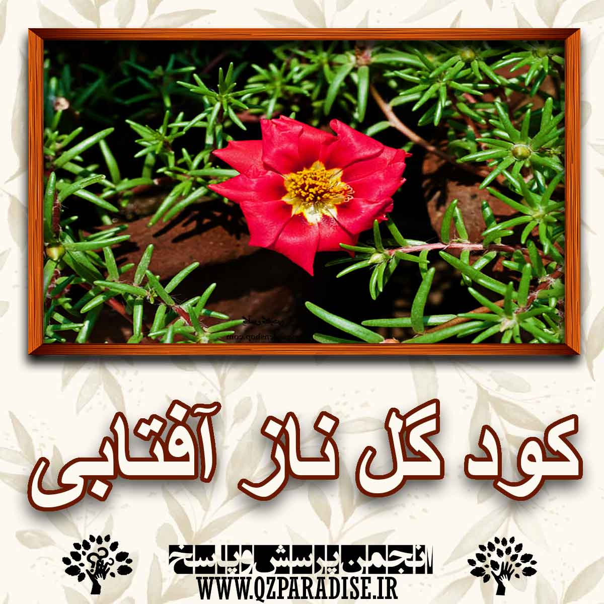 85f35af256f77267ce40965568e4081e1de8d313 227 - خواص و فواید کود گل ناز آفتابی را شرح دهید ؟