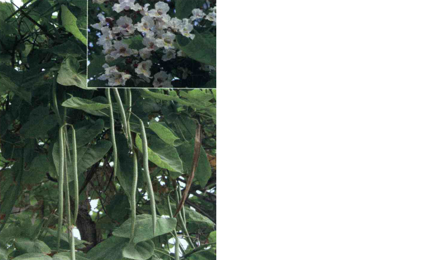 خواص استفاده از کود گیاه جوالدوزک را شرح دهید ؟ 86a2fc5342f6d777b0b6909a7977324d116b4f14 14 - خواص استفاده از کود گیاه جوالدوزک را شرح دهید ؟