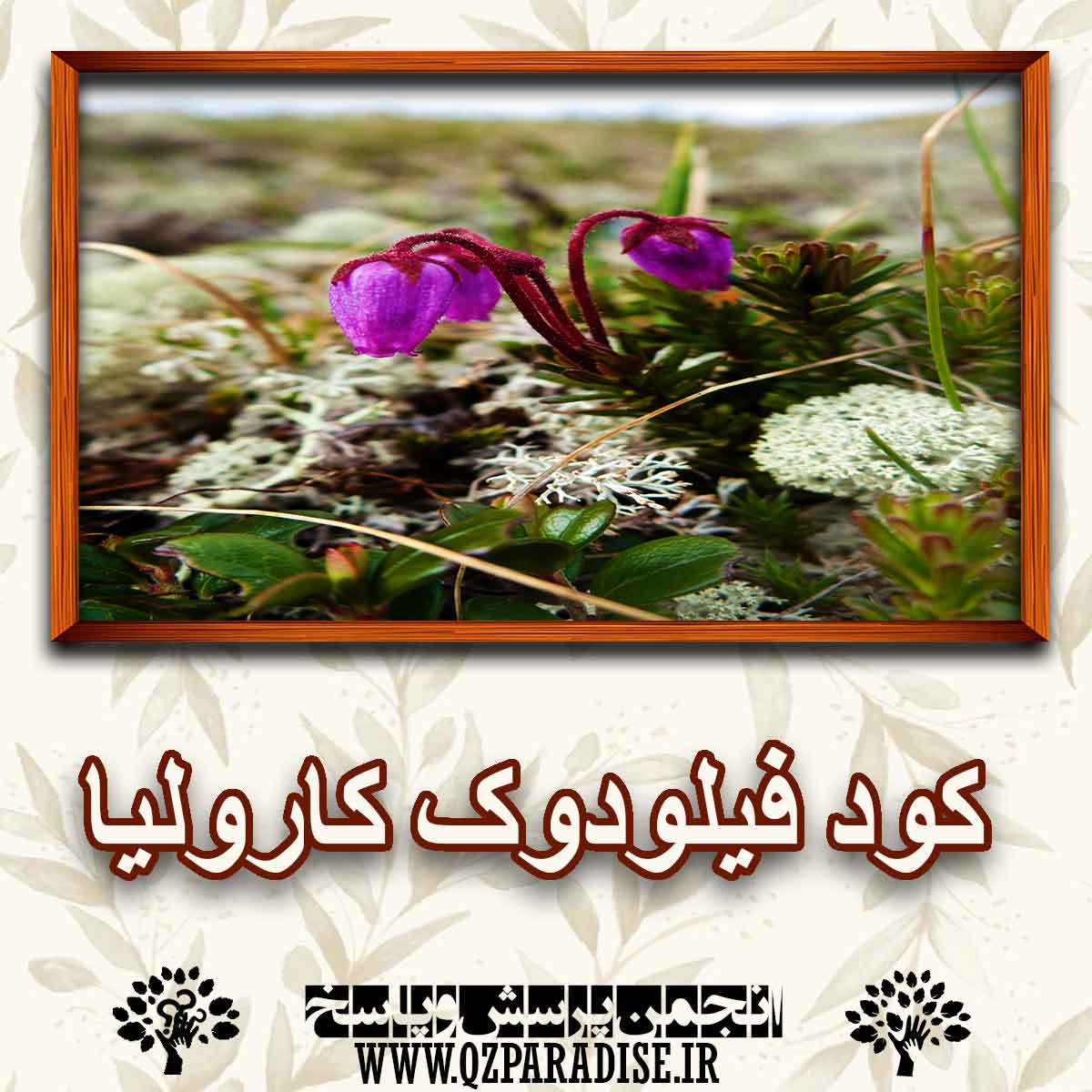 کود مناسب گل فیلودوک کارولیا را شرح دهید ؟ 86ee3b932b035fca44a49329e1fcbc5b0b3c5d76 147 - کود مناسب گل فیلودوک کارولیا را شرح دهید ؟