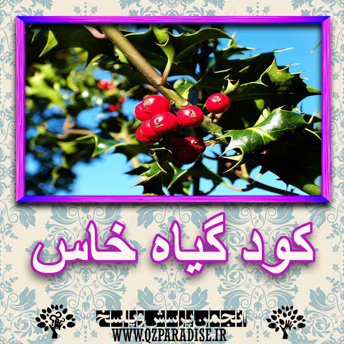 خواص استفاده از کود گیاه خاس را شرح دهید ؟ 87383b989516f253afb2e7f075da0909e5670369 227 - خواص استفاده از کود گیاه خاس را شرح دهید ؟